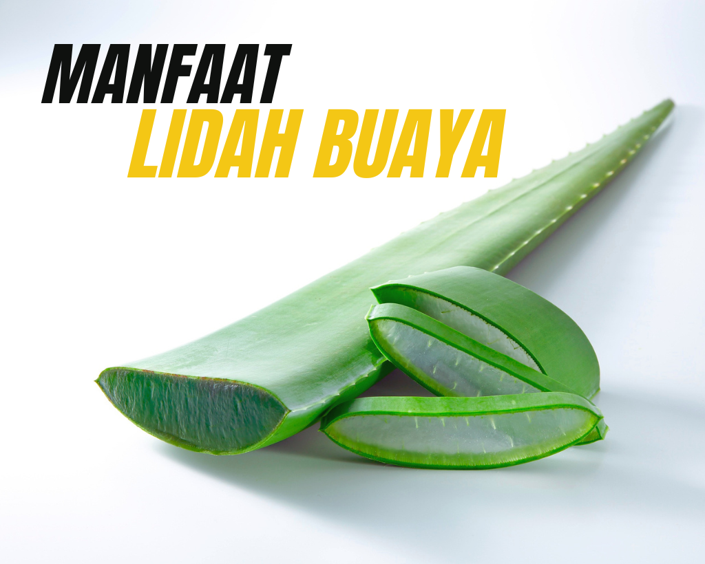 Cara Memanfaatkan Lidah Buaya untuk Mengatasi Asam Lambung