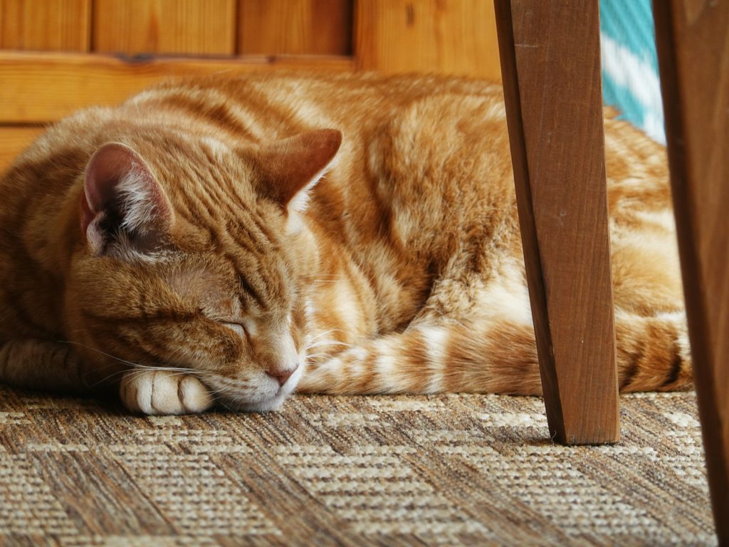 Tidur di Lantai